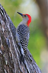 Red-bellied Woodpecker